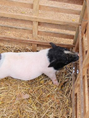 a photography of a pig in a pen with hay and straw. clipart