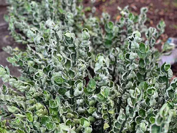 Yeşil yapraklı ve beyaz çiçekli bir bitkinin fotoğrafı..