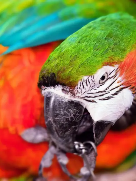 Kafasında renkli tüyler olan bir papağanın fotoğrafı..