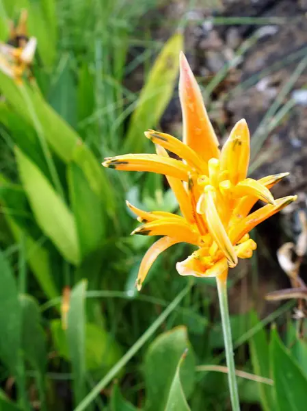 Yeşil arka planı olan sarı bir çiçeğin fotoğrafı..