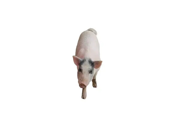 stock image a photography of a pig standing on a white surface.