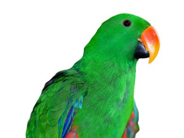 Parlak turuncu gagalı yeşil bir papağanın fotoğrafı..