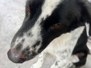 Yüzünde hüzünlü bir ifade olan bir köpeğin fotoğrafı..