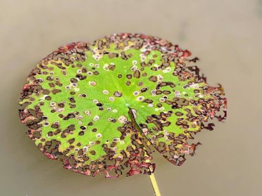 a photography of a green leaf with lots of tiny dots on it. clipart