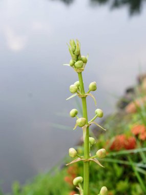 Çiçeklerle büyüyen bir bitkinin fotoğrafı..