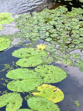 Zambak yastıklı ve ördekli bir göletin fotoğrafı..