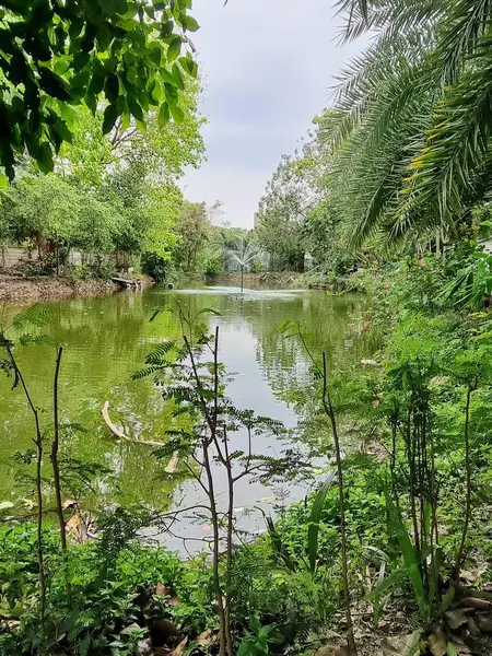 Ağaçlar ve çalılarla çevrili bir nehrin fotoğrafı..