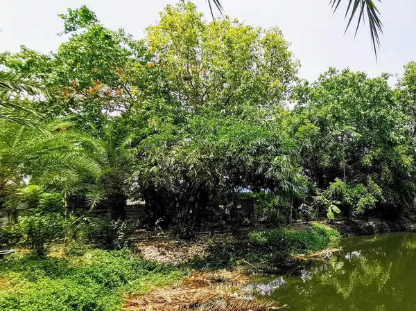 Ağaçlarla çevrili bir teknesi olan bir nehrin fotoğrafı..