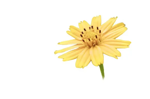 Beyaz arkaplanı olan sarı bir çiçeğin fotoğrafı..