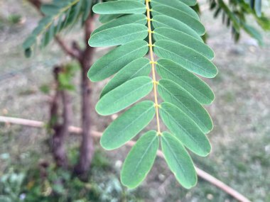 Üzerinde sarı çizgi olan bir yaprağın fotoğrafı..