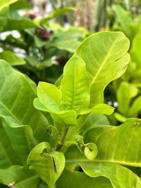 Yeşil yapraklı ve küçük çiçekli bir bitkinin fotoğrafı..