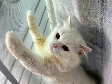 Pencereye uzanan beyaz bir kedinin fotoğrafı..