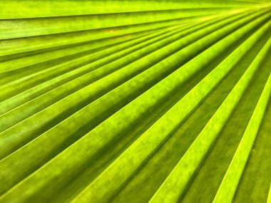 Yeşil bir palmiye yaprağının fotoğrafı. Uzun ince bir ışık şeridi..