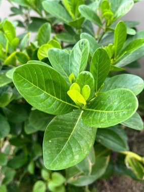 Merkezinde sarı bir çiçek olan yeşil bir bitkinin fotoğrafı..