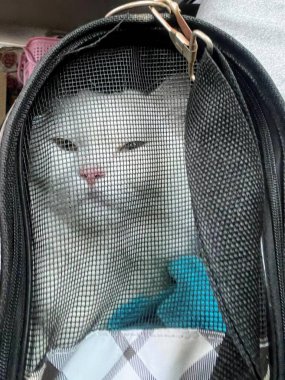 Mavi fiyonklu çantadaki bir kedinin fotoğrafı..