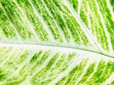 a photography of a close up of a leaf with green spots. clipart
