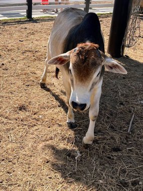 Çitin yanındaki tarlada duran bir ineğin fotoğrafı..