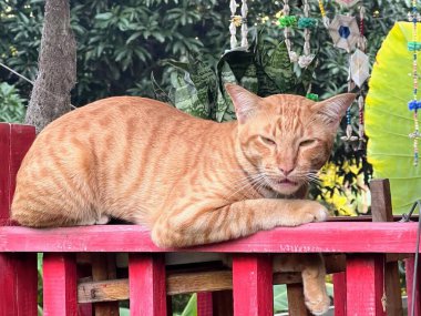 Bahçedeki kırmızı bankta yatan bir kedinin fotoğrafı..