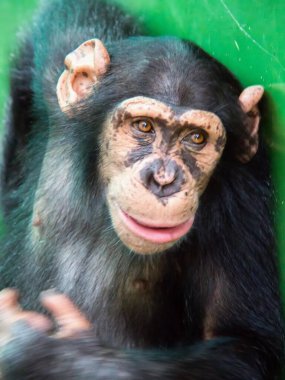 Yeşil arka planı olan bir şempanzenin fotoğrafı..