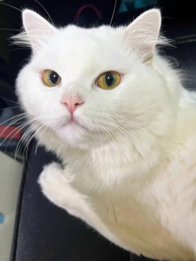 Masada oturan sarı gözlü beyaz bir kedinin fotoğrafı..