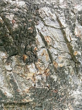 Küçük bir böcekle bir ağaç gövdesinin yakın plan fotoğrafı..