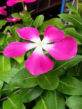 Yeşil yapraklarla çevrili pembe bir çiçeğin fotoğrafı..