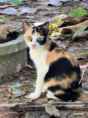 Ormanda bir kütüğün üzerinde oturan bir kedinin fotoğrafı..