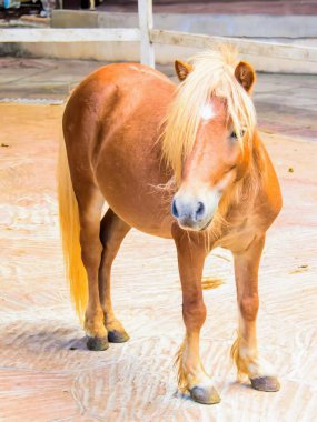 Ahırın ahşap zemininde duran bir atın fotoğrafı..