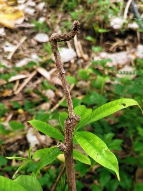 Küçük yeşil yapraklı küçük bir dalın fotoğrafı..