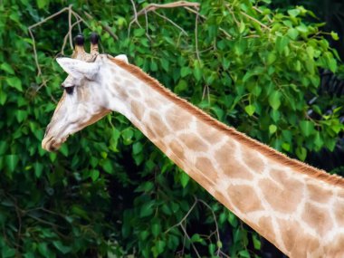 Bir ağacın önünde duran bir zürafanın fotoğrafı..