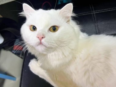 Siyah sandalyede oturan beyaz bir kedinin fotoğrafı..