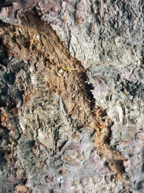 Küçük sarı bir tahta parçasıyla bir ağaç gövdesinin fotoğrafı..