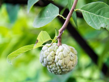 Ağaç dalından sarkan yapraklı bir meyvenin fotoğrafı..