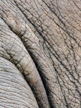 a photography of a close up of a large elephant's skin. clipart