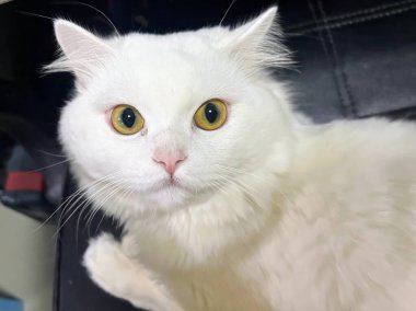 Sandalyede oturan sarı gözlü beyaz bir kedinin fotoğrafı..