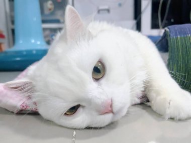 Masada başı yastıkta yatan beyaz bir kedinin fotoğrafı..