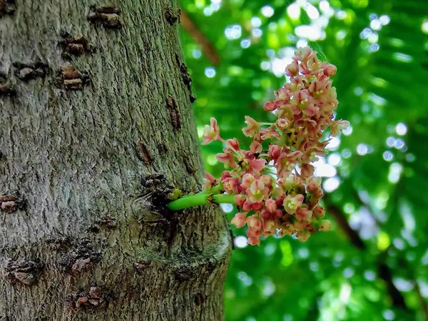 stock image a photography of a tree with a bunch of flowers growing on it.