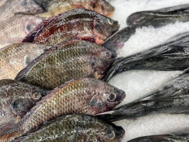 Buz yığınının üzerinde oturan bir grup balığın fotoğrafı..