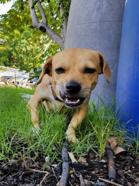 Bir ağacın yanındaki çimlerde yatan bir köpeğin fotoğrafı..