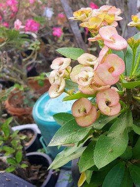 Arka planda pembe çiçekler olan bir saksı bitkisinin fotoğrafı..