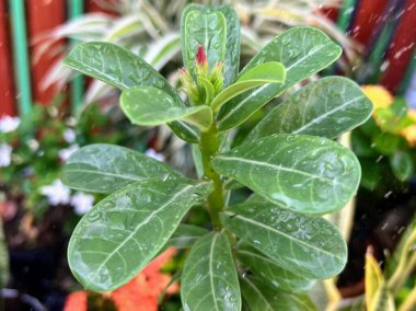 Üzerinde su damlacıkları olan bir bitkinin fotoğrafı..