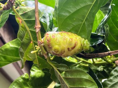 Ağaçtaki bir meyvenin yakın plan fotoğrafı..