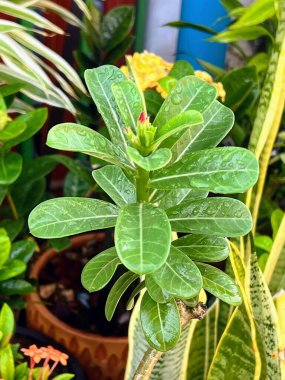 Yeşil yapraklı ve sarı çiçekli bir bitkinin fotoğrafı..