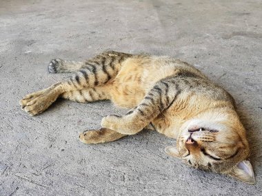 Bir kedinin yerde yatarken çekilmiş fotoğrafı. Kafası arkasında..