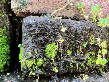 Üzerinde bitki yetişen yosunlu bir kayanın fotoğrafı..