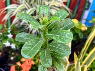 Üzerinde su damlacıkları olan bir bitkinin fotoğrafı..