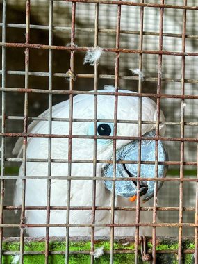 Kafeste mavi gagalı beyaz bir kuşun fotoğrafı..