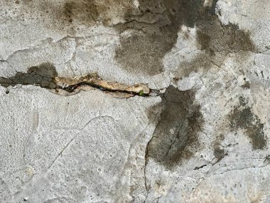 Beton duvarda bir çatlağın fotoğrafı ve içinden küçük bir bitki çıkıyor..