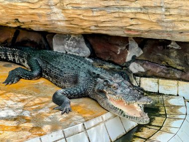 Hayvanat bahçesindeki bir çıkıntıda yatan büyük bir timsahın fotoğrafı..