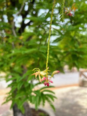 Parktaki ağaçtan sarkan bir çiçeğin fotoğrafı..